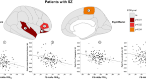 brain evolution research articles