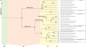 brain evolution research articles