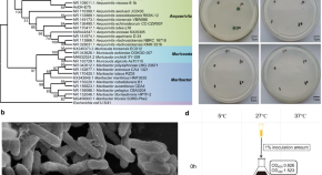 microbiology research topics for phd