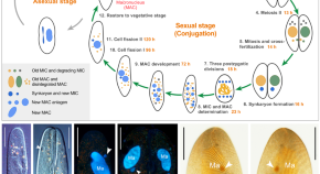 recombinant dna technology presentation topics