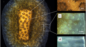 research articles about coral reefs