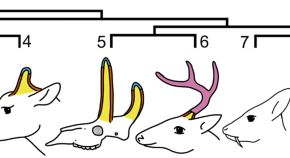 research topics in evolutionary biology