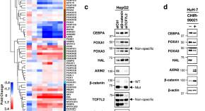 research about cancer of the liver