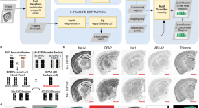 new research for dementia