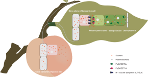 experimental research topics plants