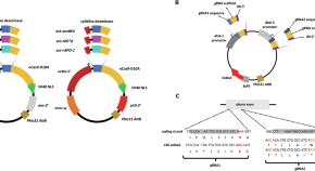 essay on the application of genetic engineering in microbiological practice essay on the application of genetic engineering in microbiological practice