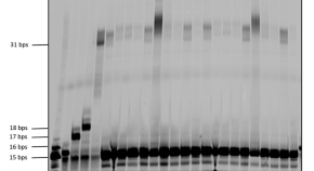 nucleic acid research journal nucleic acid research journal