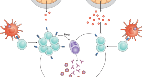 write a term paper on host response and protection against parasites