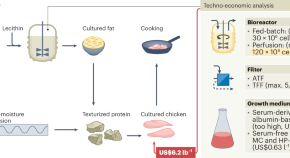 tissue engineering essay tissue engineering essay