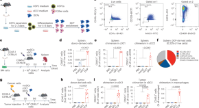 research topics involving cancer