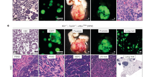 latest research in cancer biology