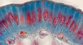 thesis in computational biology