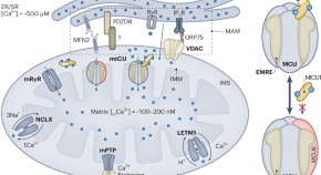 new research on mitochondria