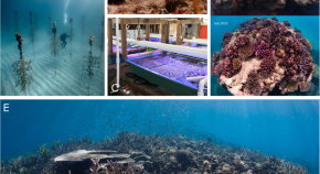 marine biology extended essay topics