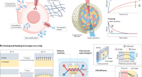 tissue engineering essay