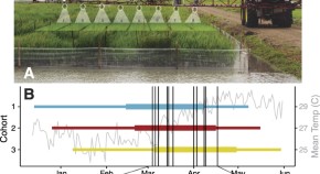 research paper on plant community