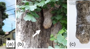 Out-of-plane shear strength of cross-laminated timber made of Japanese  Larch (Larix kaempferi) with various layups and spans, Journal of Wood  Science