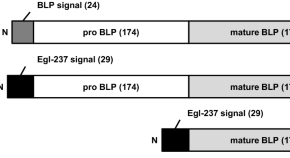 Metabolic engineering of Deinococcus radiodurans for pinene