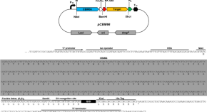 Metabolic engineering of Deinococcus radiodurans for pinene