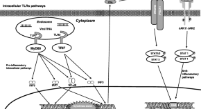 Sodium butyrate alleviates R97-116 peptide-induced myasthenia