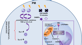 Sodium butyrate alleviates R97-116 peptide-induced myasthenia