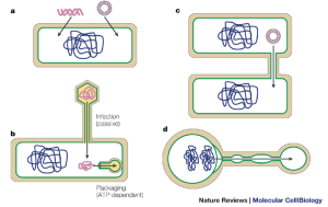 dna transport in bacteria nature reviews molecular cell biology