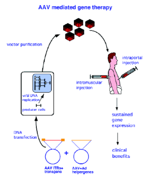 Aavant Garde Gene Therapy Nature Medicine