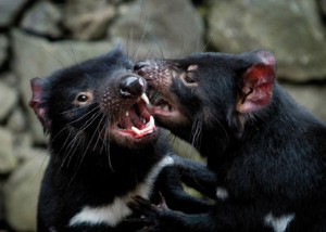 Culls won't save Tasmanian devils | Nature Culls won't save Tasmanian devils | Nature