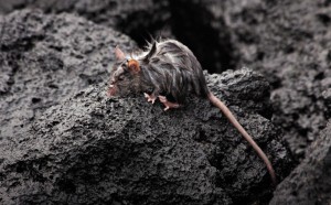 Invasive species: The 18-km2 rat trap