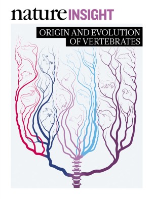 essay on evolution of vertebrates