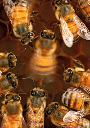 Animal behaviour: Nested instincts | Nature Animal behaviour: Nested instincts | Nature