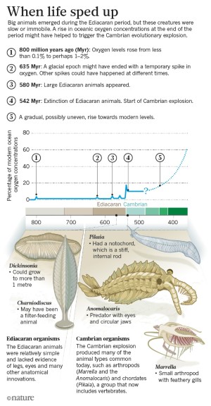 What sparked the Cambrian explosion? | Nature