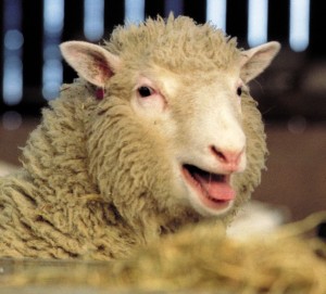 What's a Baby Sheep Called + 5 More Amazing Facts! - A-Z Animals