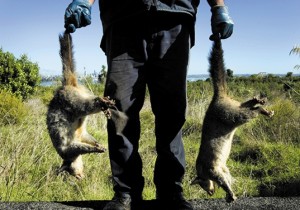 Behind New Zealand's wild plan to purge all pests | Nature Behind New Zealand's wild plan to purge all pests | Nature