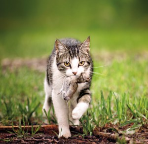 A Parasite Spread by Cat Poop Is Infecting (and Probably Killing