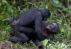 Chimpanzee And Woman Sex