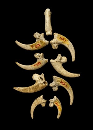 Neanderthals wore eagle talons as jewellery