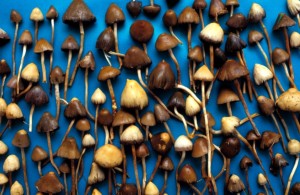 Magic-mushroom drug lifts depression in first human trial - Nature