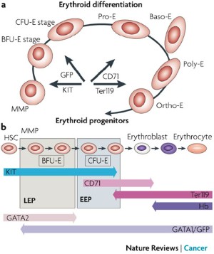 gata1 glutathione GATA1-related leukaemias