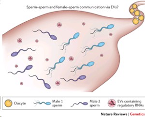 Epigenetic inheritance of acquired traits through sperm RNAs and sperm RNA  modifications | Nature Reviews Genetics