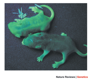 A future for transgenic livestock | Nature Reviews Genetics A future for transgenic livestock | Nature Reviews Genetics