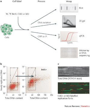 dna polymerases and human disease