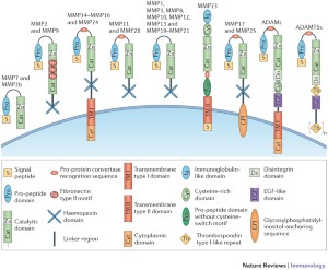 Metalloproteinases and their natural inhibitors in inflammation ...