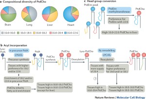 Understanding The Diversity Of Membrane Lipid Composition Nature Reviews Molecular Cell Biology