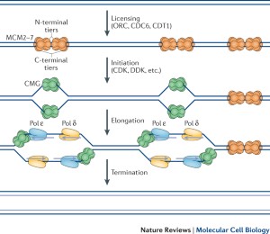 of dna replication termination