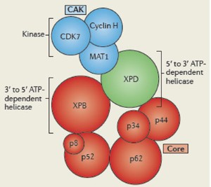 transcription met dna repair