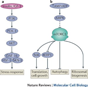 telomeráz rna biogenezis anti aging