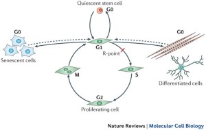 Molecular Regulation Of Stem Cell Quiescence Nature - 