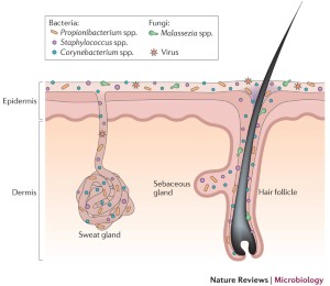 The human skin microbiome | Nature Reviews Microbiology