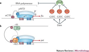 From self sufficiency to dependence: mechanisms and factors important for  autotransporter biogenesis